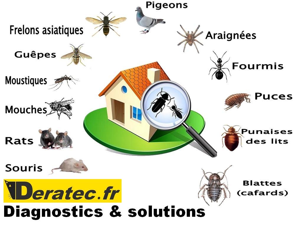 Deratiseur lacanau ste helene saint medard en jalles bordeaux andernos mios castelnau de medoc gujan mestras nid de frelons guepes chenilles processionnaires rats souris fourmis bl