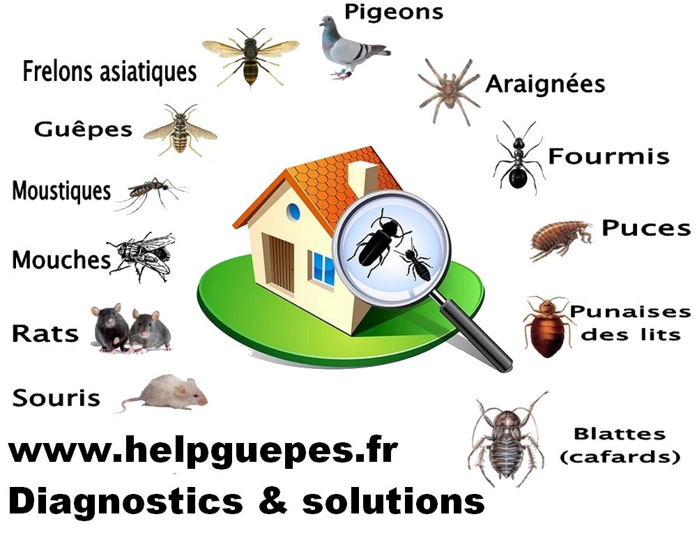 Help deratisation hygiene services 1