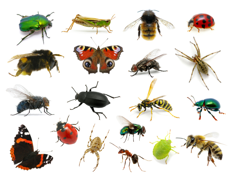 Les insectes du jardin help guepes