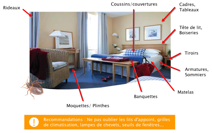 Punaises de lit help guepes